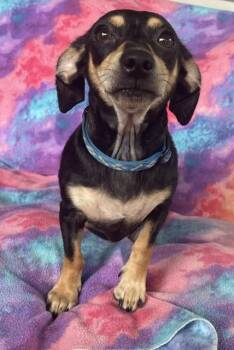 Bella -  Dachshund and Chihuahua Dog for Adoption in Memphis, Tennessee - Bella | PetCurious