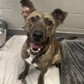 Mixed Breed Dogs Available for Adoption in Hilliard, Ohio - Mariah | PetCurious