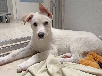 German Shepherd Dog and Pit Bull Terrier Dogs Available for Adoption - O