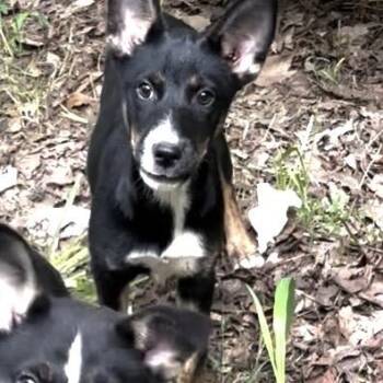 Maryanne pup 1 -  Husky Dog for Adoption in Parrish, Alabama - Maryanne Pup 1 | PetCurious