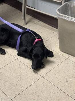 LIBERTY -  Labrador Retriever Dog for Adoption in Stockton, California - LIBERTY | PetCurious