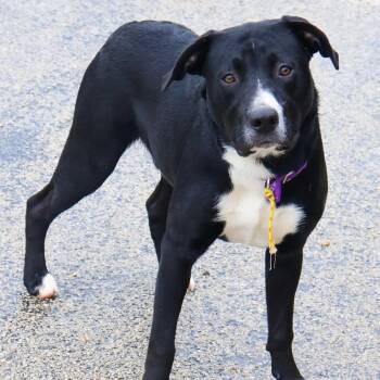 Rescue Black Labrador Retriever Dogs for Adoption in Hollister, Missouri - Sonny | PetCurious