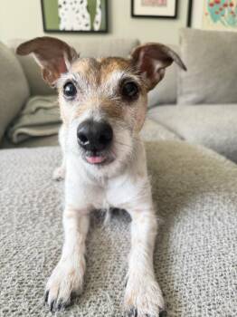 Jack Russell Terrier Dogs Available for Adoption in Wantagh, New York - Greg | PetCurious