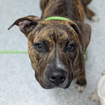 Zinnia -  American Staffordshire Terrier Dog for Adoption in Grand Rapids, Michigan - Zinnia | PetCurious