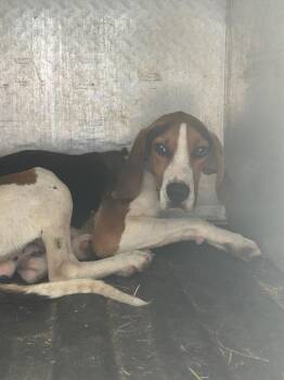 Cowboy -  Hound Dog for Adoption in Mineral, Virginia - Cowboy | PetCurious