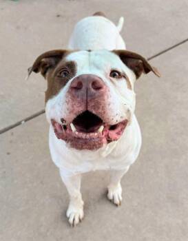 Rescue Pit Bull Terrier Dogs for Adoption in Sacramento, California - STICKS | PetCurious