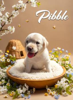 Pibble -  Spaniel Dog for Adoption - Pibble | PetCurious