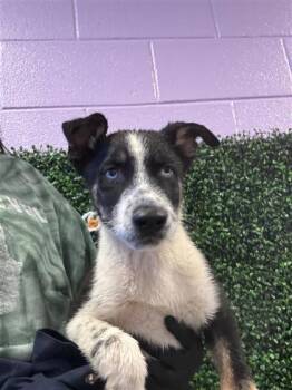 Miles -  Shepherd and Mixed Breed Dog for Adoption in El Paso, Texas - Miles | PetCurious