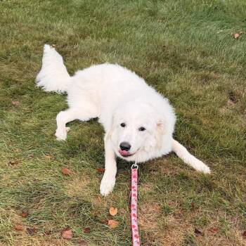 Glacier -  Great Pyrenees Dog for Adoption in Madison, Wisconsin - Glacier | PetCurious