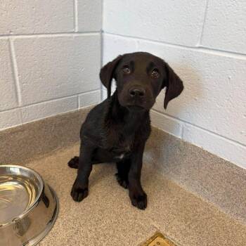 Tortellini -  Mixed Breed Dog for Adoption in Martinsville, Virginia - Tortellini | PetCurious