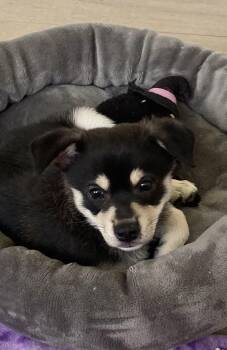 American Eskimo Dog and Terrier Dogs Available for Adoption in Sunrise, Florida - Serena | PetCurious