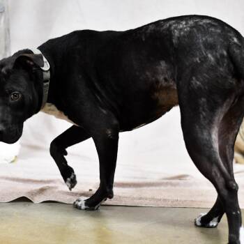 American Bulldog Dogs Available for Adoption in Defuniak Springs, Florida - Gibbs | PetCurious