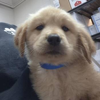 Mixed Breed Dogs Available for Adoption in Ardmore, Oklahoma - Colby | PetCurious
