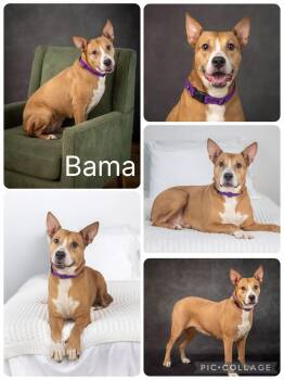 Bama -  Australian Cattle Dog Blue Heeler Dog for Adoption in Enterprise, Alabama - Bama | PetCurious