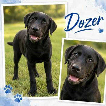 Dozer -  Labrador Retriever Dog for Adoption in Parker, Colorado - Dozer | PetCurious