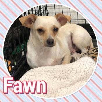 Rescue Chihuahua Dogs for Adoption in Tucson, Arizona - Fawn | PetCurious