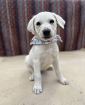 Labrador Retriever and Terrier Dogs Available for Adoption in Gulfport, Mississippi - Ziggy | PetCurious