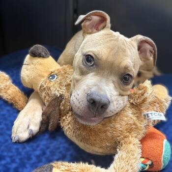 Juda- 52048 -  Mixed Breed Dog for Adoption in Columbia, Maryland - Juda- 52048 | PetCurious