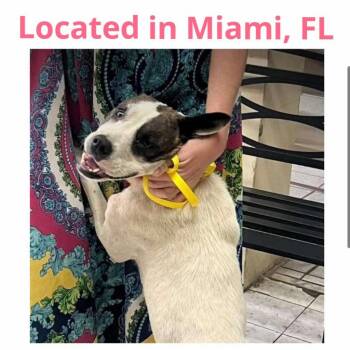 Mixed Breed Dogs Available for Adoption in Frederiksted, St. Croix - Dolly | PetCurious