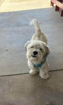 Lhasa Apso and Shih Tzu Dogs Available for Adoption in Citrus Heights, California - Winston - The Total Sweetheart | PetCurious