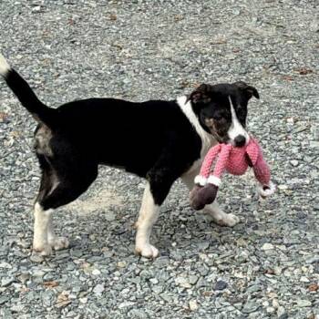 PENNY -  Labrador Retriever and Shepherd Dog for Adoption in Sanford, North Carolina - PENNY | PetCurious