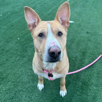 Rescue Shepherd and Pit Bull Terrier Dogs for Adoption in Canton, Illinois - Nova | PetCurious