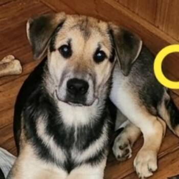 Shepherd and Labrador Retriever Dogs Available for Adoption in Richmond Hill, Ontario - Dakota | PetCurious
