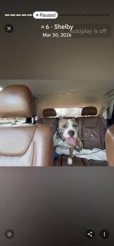 Courtesy post- Shelby -  Pit Bull Terrier Dog for Adoption in Waterbury, Connecticut - Courtesy Post- Shelby | PetCurious