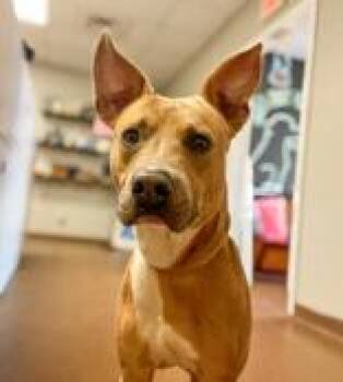 Rescue Mixed Breed Dogs for Adoption in Winfield, Kansas - Titus | PetCurious