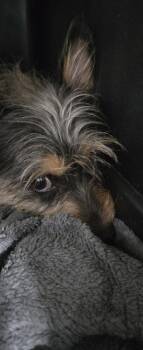 Yiyah -  Chihuahua Dog for Adoption in Papillion, Nebraska - Yiyah | PetCurious
