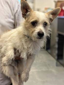 Patrick -  Terrier Dog for Adoption in Tehachapi, California - Patrick | PetCurious