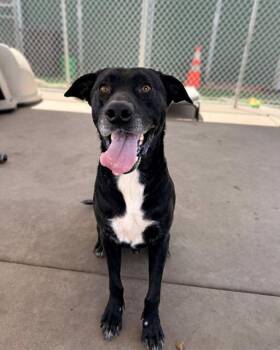 Labrador Retriever and Mixed Breed Dogs Available for Adoption in Chula Vista, California - REX | PetCurious