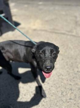 Raven -  Pit Bull Terrier and Mixed Breed Dog for Adoption in Fresno, California - Raven | PetCurious