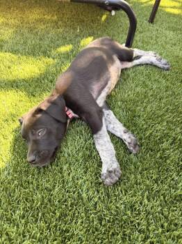 German Shorthaired Pointer Dogs Available for Adoption in Greenville, South Carolina - Meadow | PetCurious