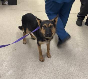 ARCHER -  German Shepherd Dog Dog for Adoption in Riverside, California - ARCHER | PetCurious