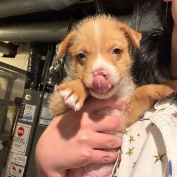 Simcoe -  Mixed Breed Dog for Adoption in Buffalo, Minnesota - Simcoe | PetCurious
