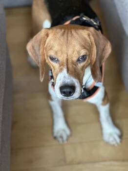 Beagle Dogs Available for Adoption in Waunakee, Wisconsin - Jerry Freegle | PetCurious