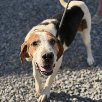 Hank -  Hound Dog for Adoption in Gloucester, Virginia - Hank | PetCurious