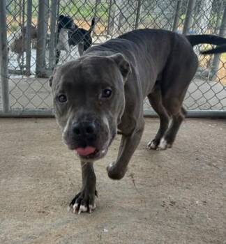 Edgar Allen -  Pit Bull Terrier and Mixed Breed Dog for Adoption in West Memphis, Arkansas - Edgar Allen | PetCurious