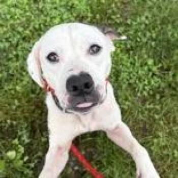 Layla -  Pit Bull Terrier Dog for Adoption in Hilliard, Ohio - Layla | PetCurious