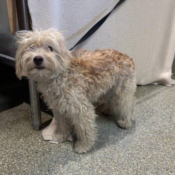 IVHS-Stray-142565 -  Terrier Dog for Adoption in San Gabriel, California - IVHS-Stray-142565 | PetCurious