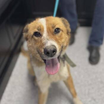 Junebug -  Australian Shepherd and Cattle Dog Dog for Adoption in Nashville, Tennessee - Junebug | PetCurious