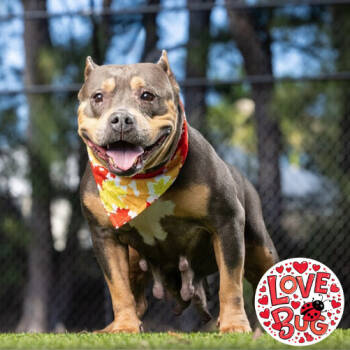 Rescue English Bulldog Dogs for Adoption in Jupiter, Florida - Meemaw | PetCurious