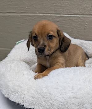 Cider -  Beagle Dog for Adoption in Kimberlin Heights, Tennessee - Cider | PetCurious