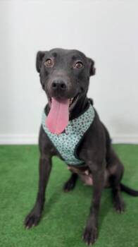 Carol-One of our Amazing Rescue Dogs -  Black Labrador Retriever and Pit Bull Terrier Dog for Adoption in Carlsbad, California - Carol-One Of Our Amazing Rescue Dogs | PetCurious