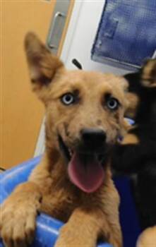 POLLY -  German Shepherd Dog and Mixed Breed Dog for Adoption in Albuquerque, New Mexico - POLLY | PetCurious