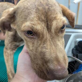 Silas -  Mixed Breed Dog for Adoption in Walker, Michigan - Silas | PetCurious