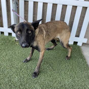 A614694 -  Belgian Shepherd Malinois and Mixed Breed Dog for Adoption in Modesto, California - A614694 | PetCurious