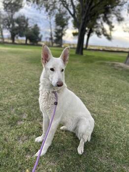 Mirta -  Shepherd Dog for Adoption in Santa Monica, California - Mirta | PetCurious