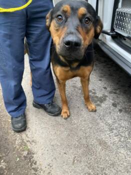 Rottweiler and Mixed Breed Dogs Available for Adoption in Dallas, Texas - TOOTIE | PetCurious